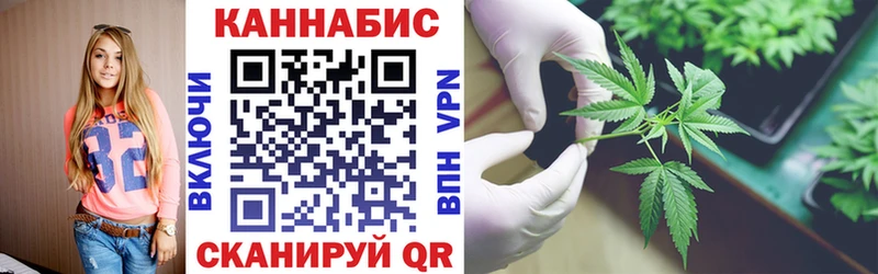 где купить наркоту  Шахты  Каннабис сатива 